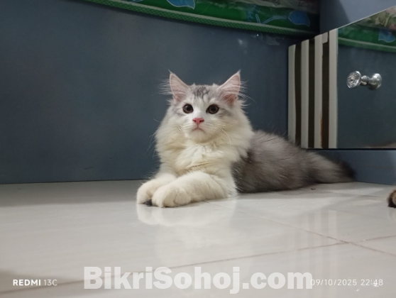 Traditional Persian Kitten (doll face) Male & Female